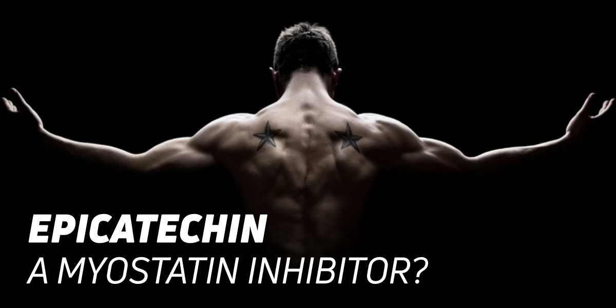 Epicatechin from Cocoa: A Myostatin Inhibitor?