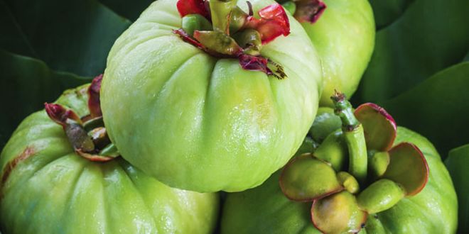 Garcinia Cambogia Fruit Garcinia Cambogia Fruit