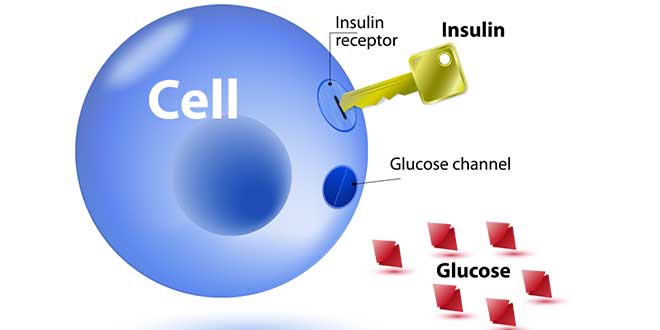 Insulin sensitivity Insulin sensitivity