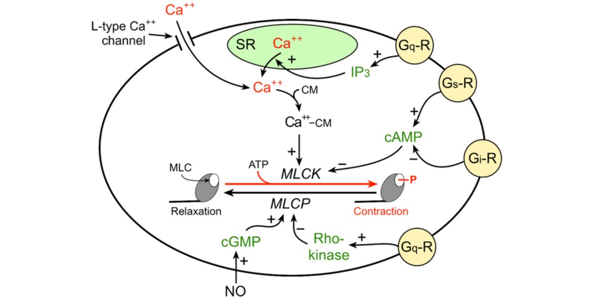 Molecular signalling