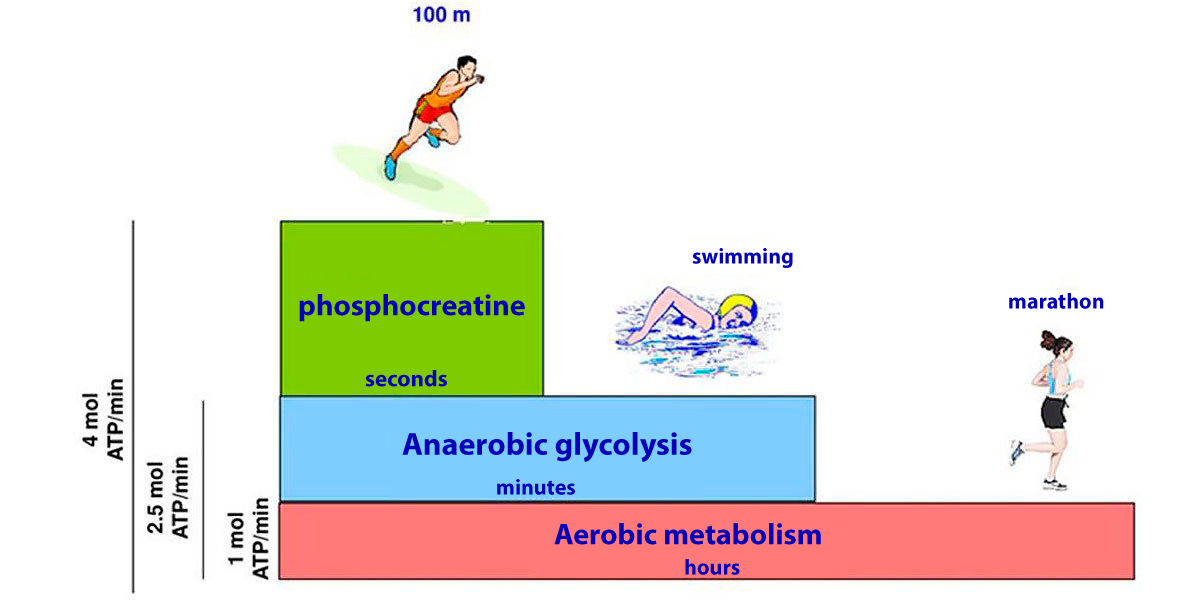 Types of muscle energy Types of muscle energy