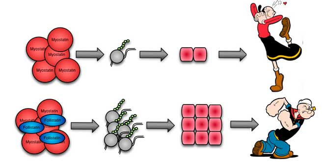Myostatin effects Myostatin effects