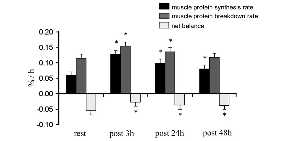 Protein turnover Protein turnover