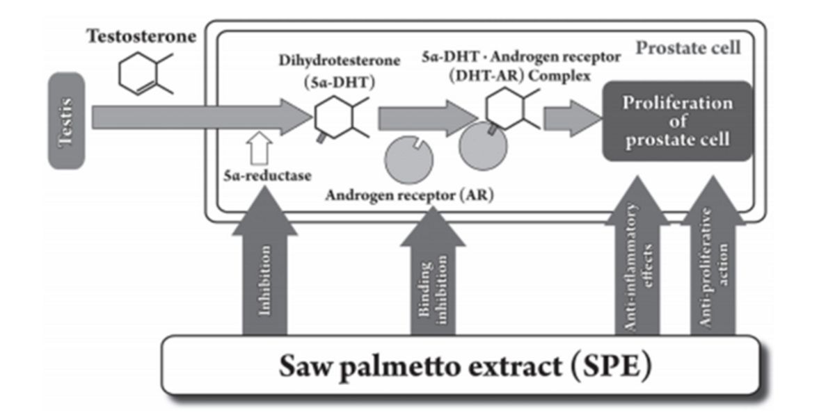 Saw Palmetto on 5-alpha-reductase enzyme inhibition