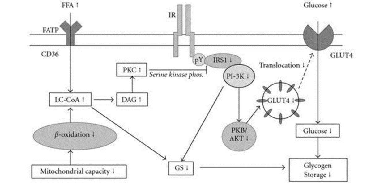 Accumulation of fatty acids in non-adipocytes 