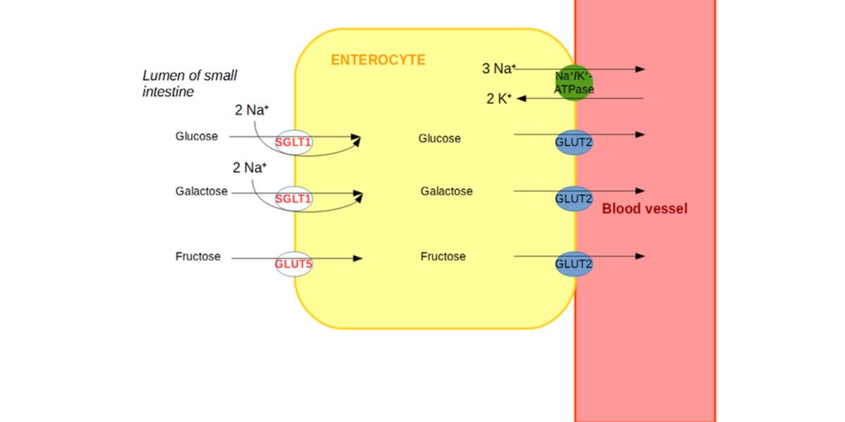 Absorption of monosaccharides in the enterocyte