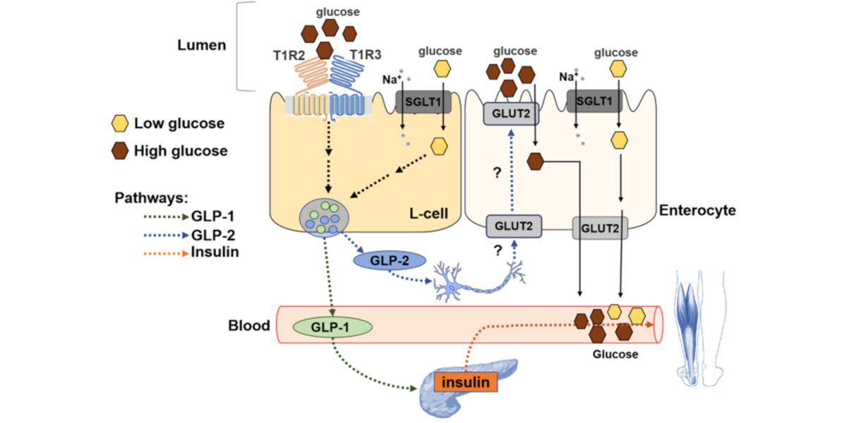 Molecular translocation of GLUT2