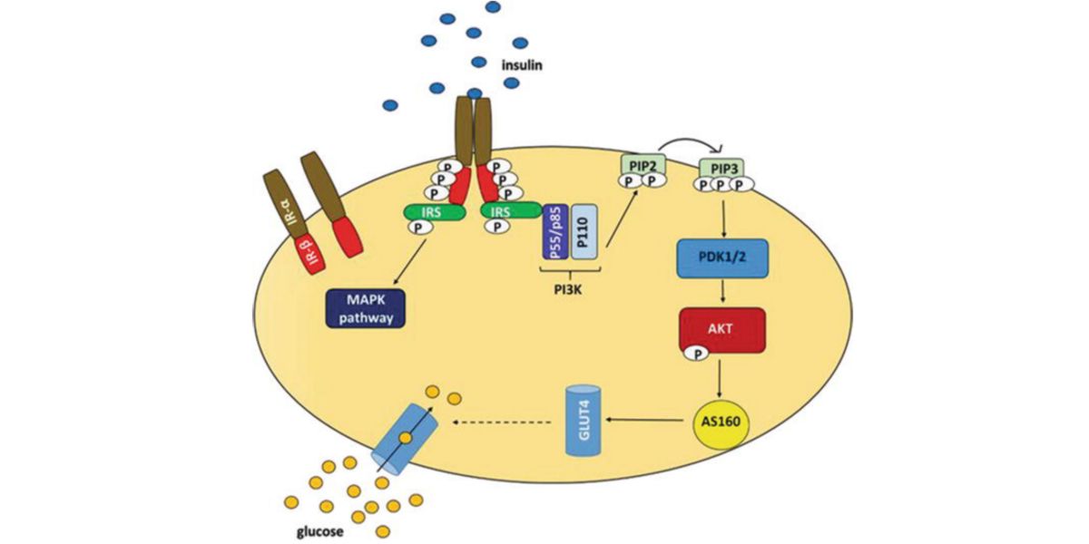 Molecular translocation of glucose transporters