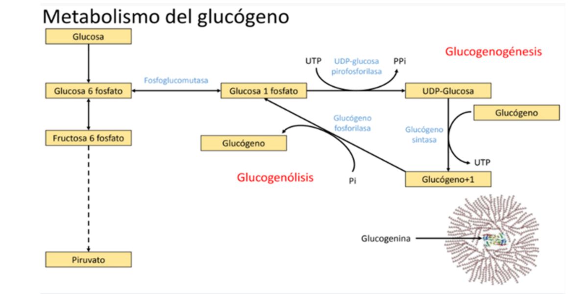 Glycogen metabolism
