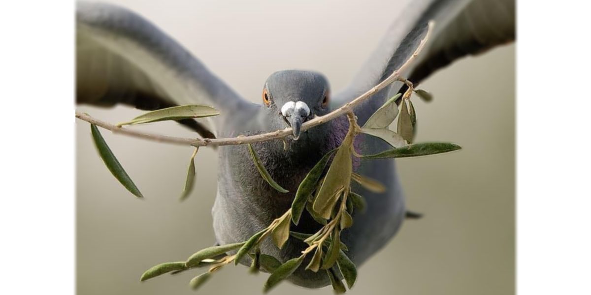 Pigeon holding an olive branch