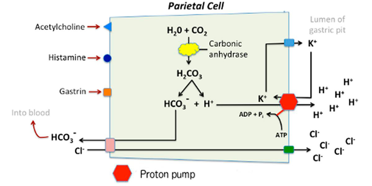 Acid secretion in the stomach