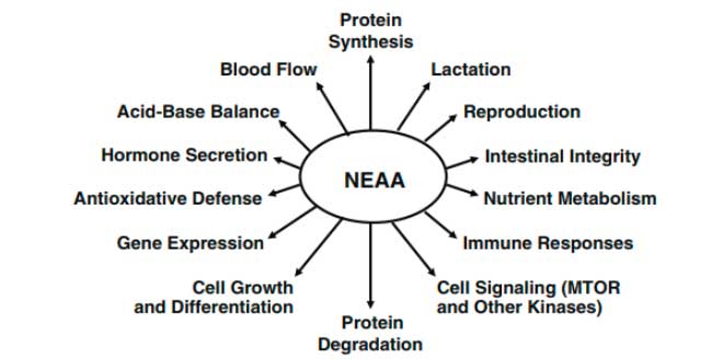 Functions of non essential amino acids