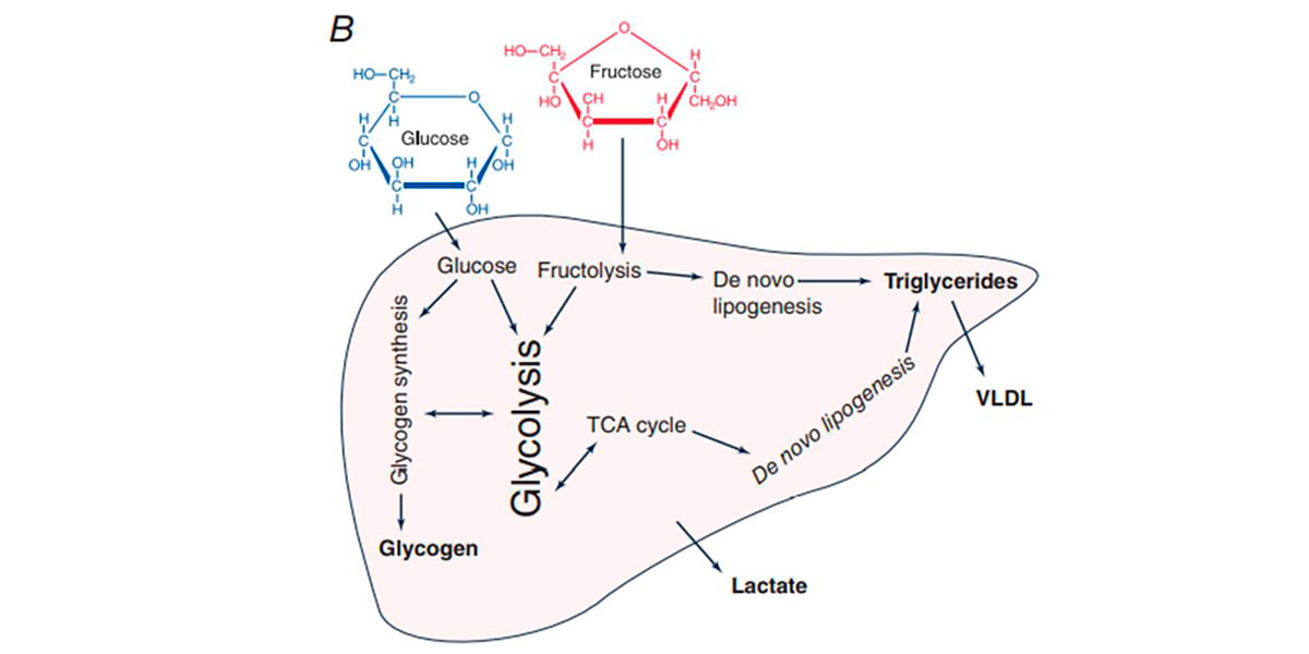 Glucose metabolism
