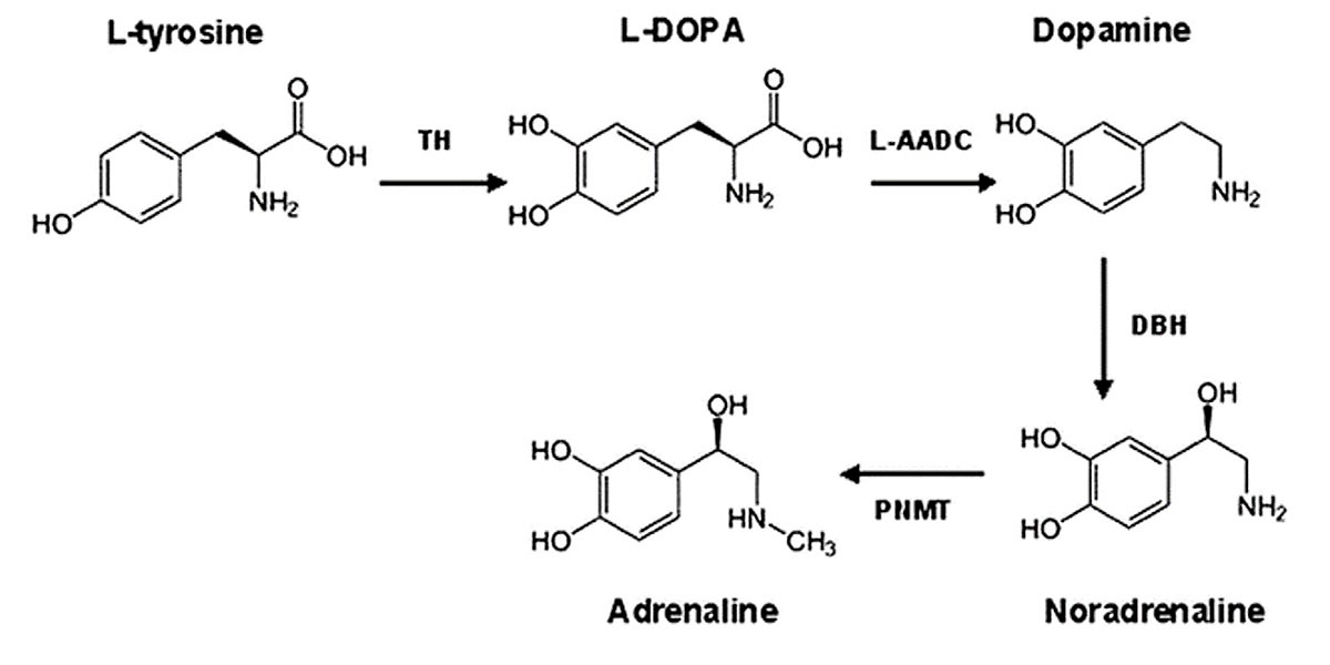 Catecholamins Catecholamins