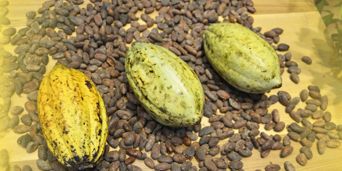 Cocoa beans Cocoa beans
