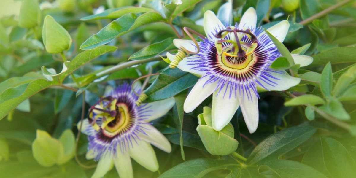 Passionflower blooming Passionflower blooming
