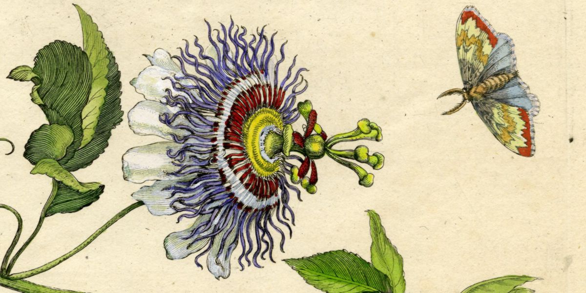 Passionflower drawing Passionflower drawing