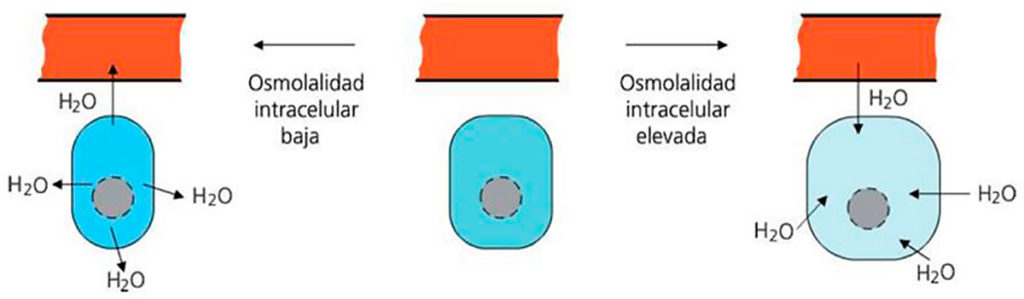 Low and High osmolality