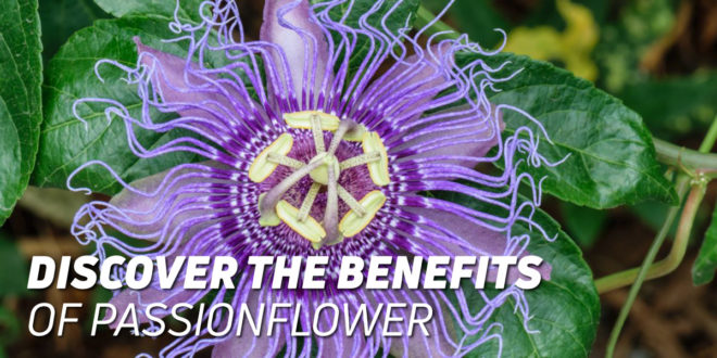 Passionflower: Find out the Natural Benefits of this Ancestral Plant Passionflower: Find out the Natural Benefits of this Ancestral Plant