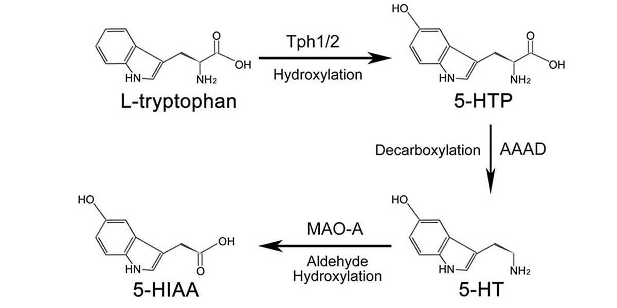Serotonin Serotonin