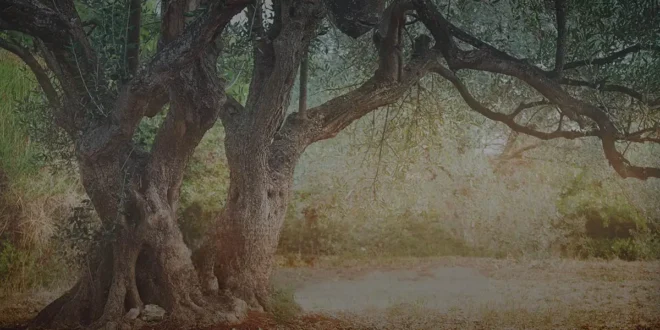Benefits of Olive Leaves Benefits of Olive Leaves