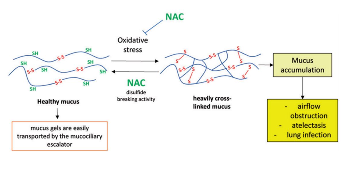 NAC action mechanism