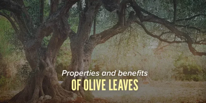 Benefits of Olive Leaves