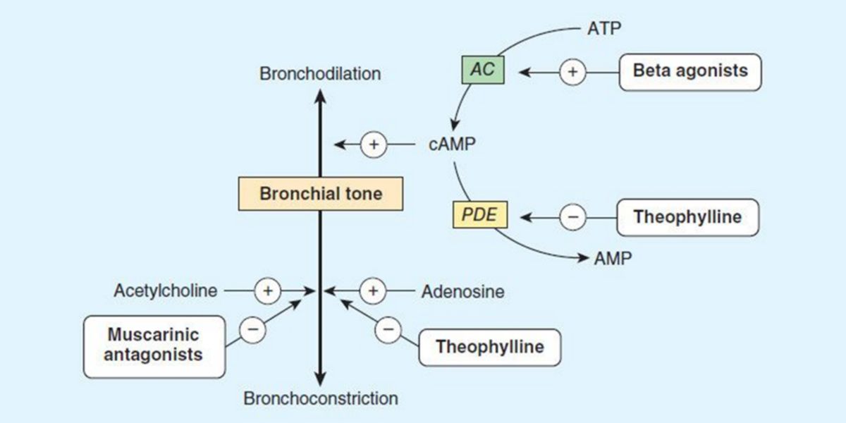 Theophylline