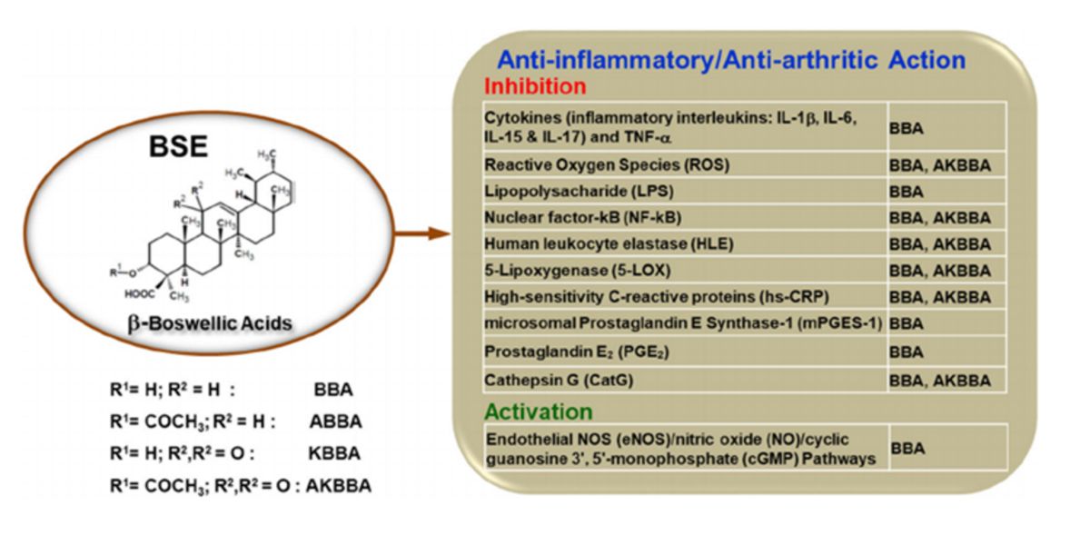 Anti inflamatory action Anti inflamatory action
