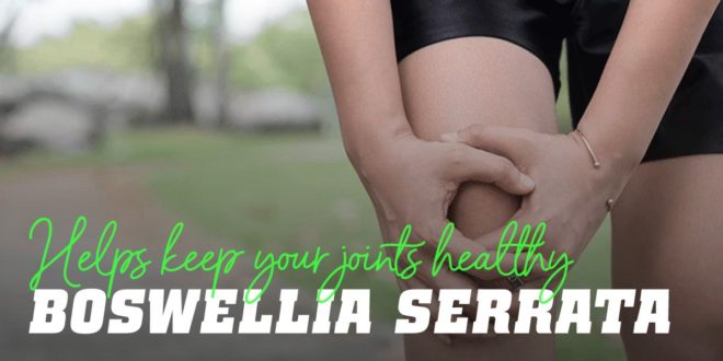 Boswellia Serrata: Natural Remedy for Joint Pain Boswellia Serrata: Natural Remedy for Joint Pain