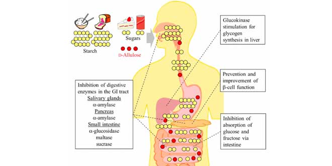 Digestive health Digestive health