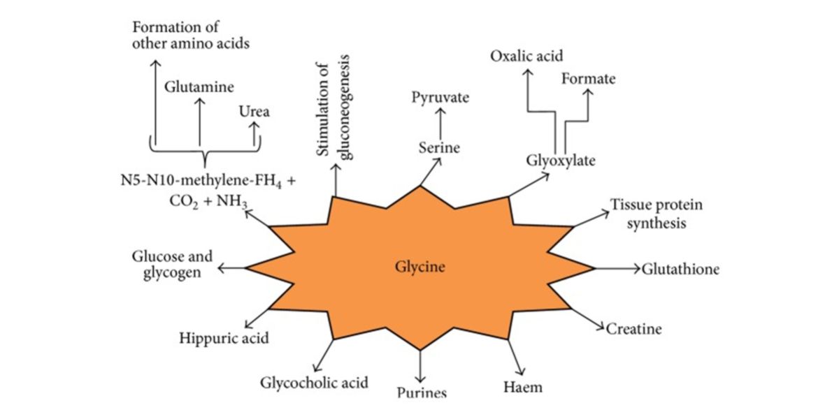 glycine or glutathione Glutathione Biochemistry | Glutathione Synthesis Enzymes main image 1