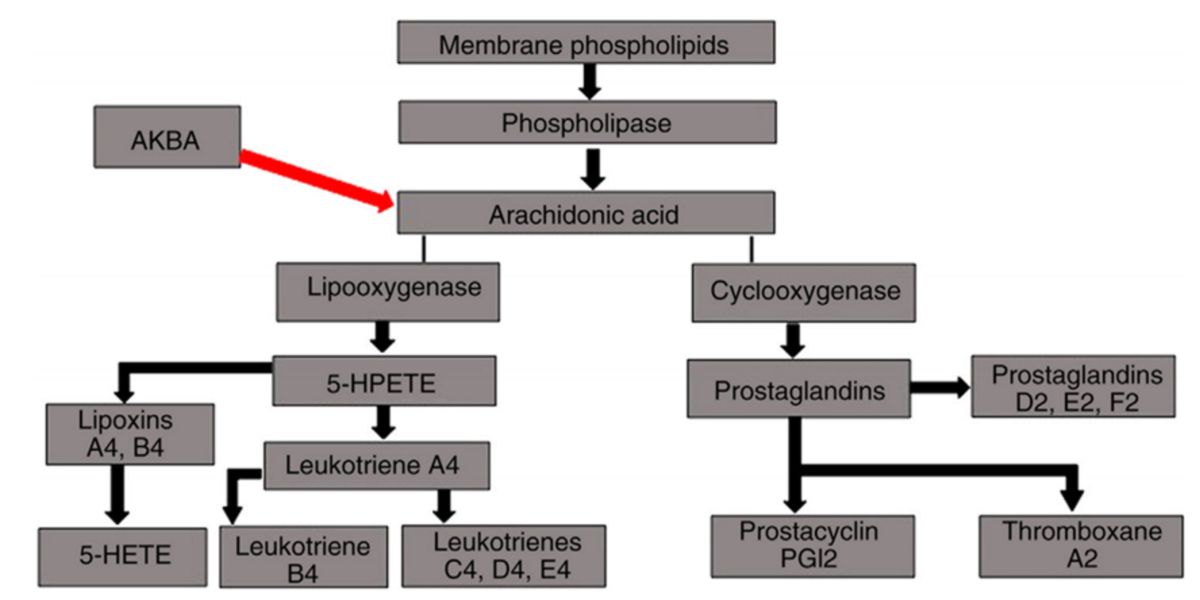 Leukotriene biosynthesis Leukotriene biosynthesis