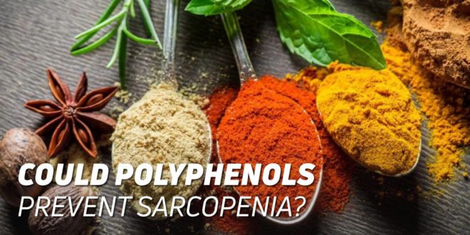 Could Polyphenols Prevent Sarcopenia?