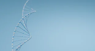 What is protein synthesis and what are its stages?
