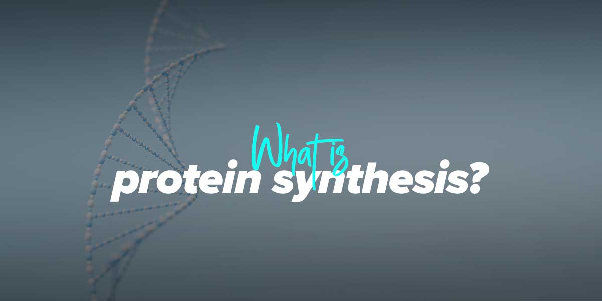 What is protein synthesis and what are its stages?