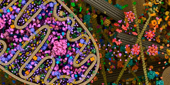 Where proteins are synthesised Where proteins are synthesised