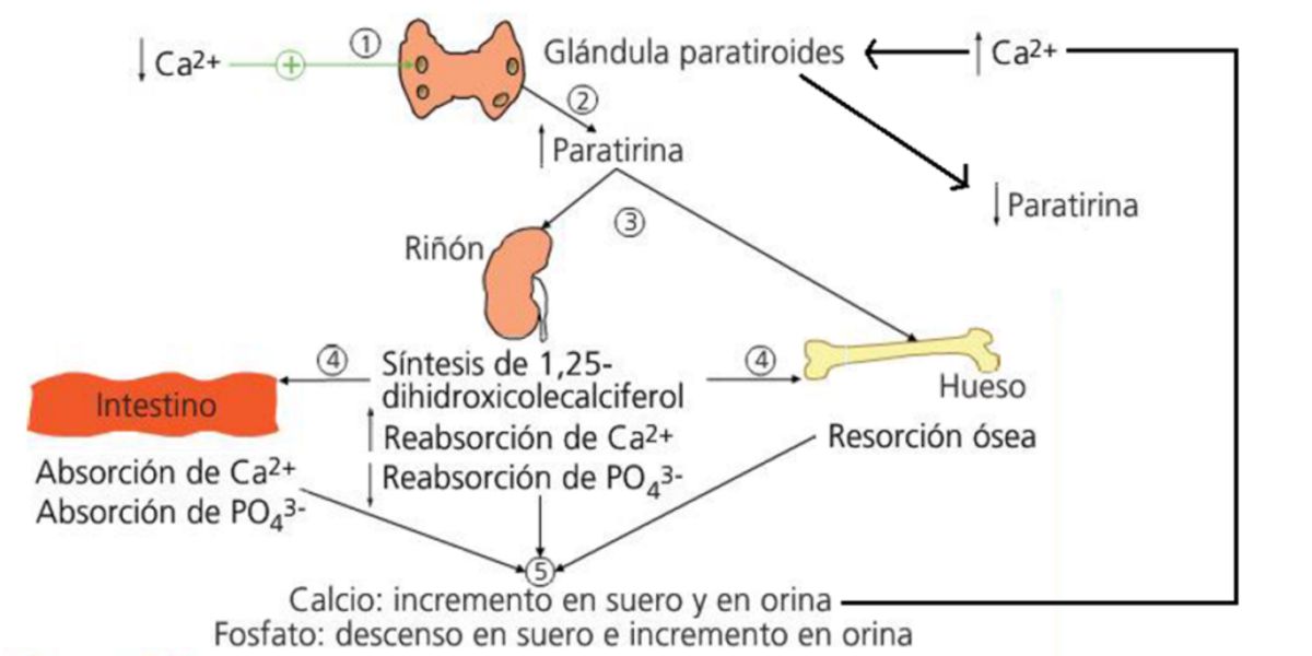 Calcium regulation Calcium regulation