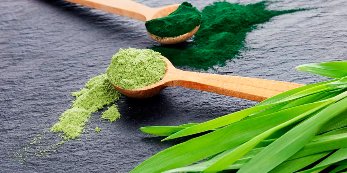 Chlorella algae