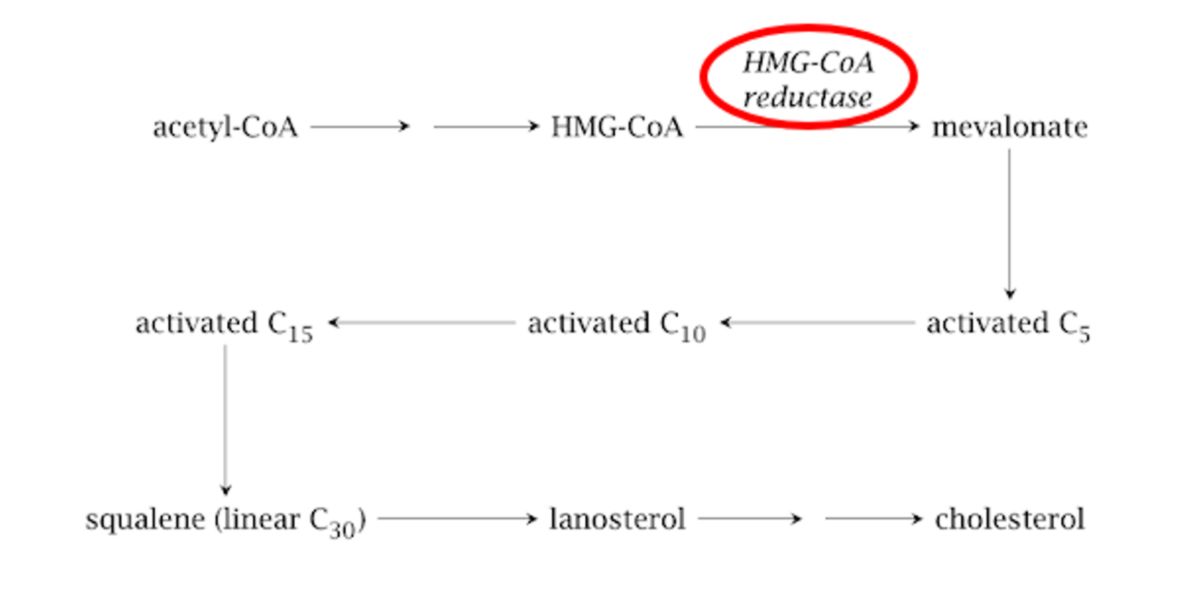Cholesterol shyntesis Cholesterol shyntesis