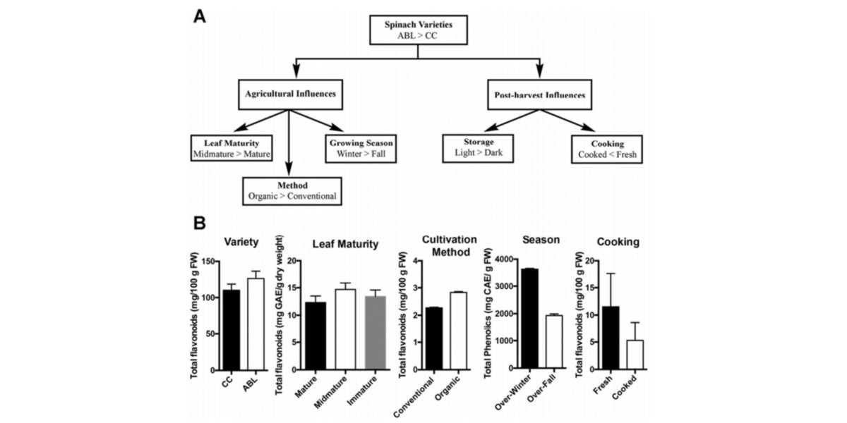 Effects profile nutrition spinach
