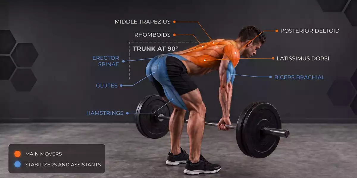Muscles worked in the barbell row