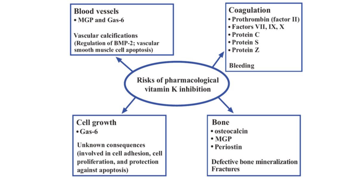 Inhibition vitamin k Inhibition vitamin k