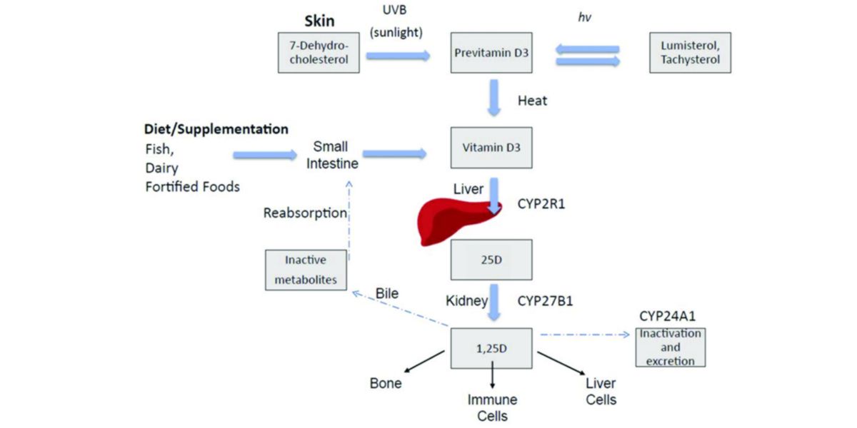 Kinetics vitamin d Kinetics vitamin d