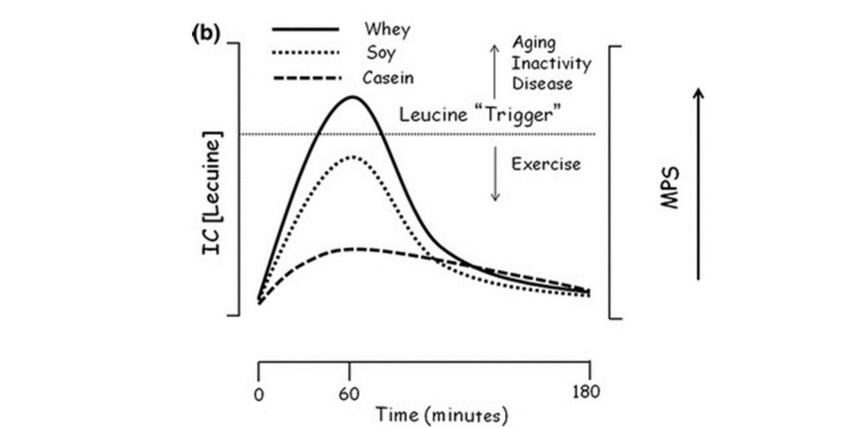 Leucine threshold