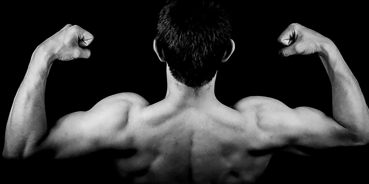 Muscle Muscle