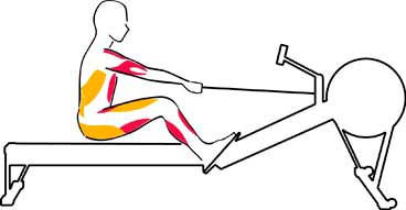 Muscles used recovery