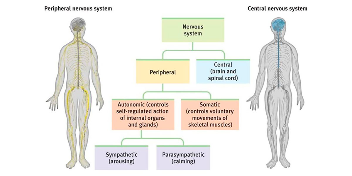 Nervous system