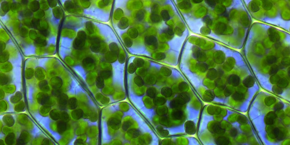 Plants cells