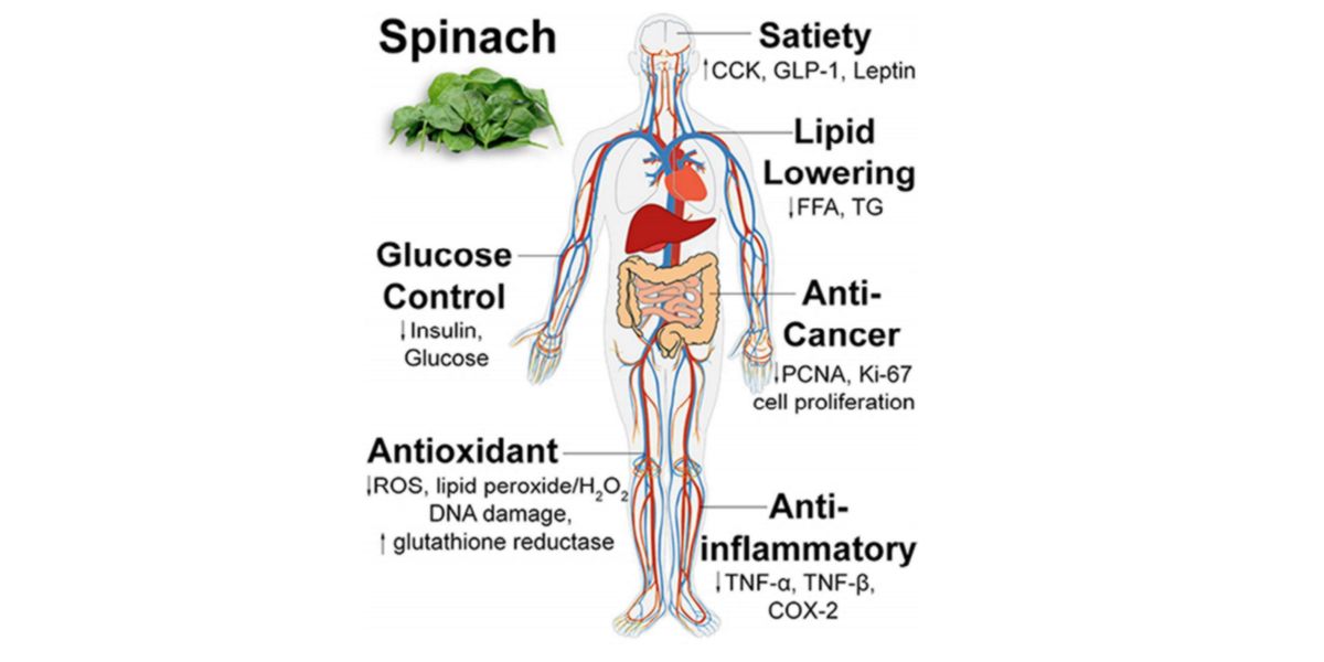 Spinach benefits